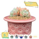 300円OFFクーポン 猫の爪 柄 プランター 多肉植物鉢 帽子 かわいい 植木鉢 陶製 部屋 窓辺 テーブル ホームオフィス 喫茶店 フラワーポット 鉢植え ...
