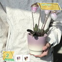 300円OFFクーポン グラデーション プランター 北欧風 パープル 観葉植物 鉢 おしゃれな植木鉢 室内 鉢植え 盆栽鉢 室内 プレゼント インテリア プラン...