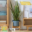 1000円OFFクーポン ウッドスタンド トール 植木鉢 おしゃれ 鉢カバー ガーデン雑貨 かわいい インテリア ポットに高さを作るお洒落なウッドスタンド ブナ...