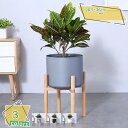 300円OFFクーポン ポット スタンド フラワースタンド 高さ約36cm 鉢置き 木製 鉢 観葉植物 直径28.5cm 円形 十字 角脚 ウッド 植木鉢 ガーデニング ラック 室内 屋外 花台 プランタースタンド 組立簡単 インテリア 脚付き 北欧 玄関 飾り台 新生活 鉢置き台 RaogtCYU