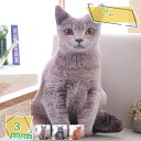 ねこ 抱き枕クッション ぬいぐるみ お動物 クッション 動物 リアルぬいぐるみ おもちゃ かわいい ふわふわ 動物飾り お誕生日プレゼント クリスマスプレゼント ねこぬいぐるみ お祝いインテリア