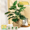 460円OFFクーポン 人工観葉植物 モンステラ フェイクグリーン 光触媒 インテリア 飾り 世話いらず 人気 おしゃれ 水やり不要 枯れない 人工樹木 フェイ...