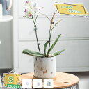300円OFFクーポン 植木鉢 陶器鉢 黒 おしゃれ 受け皿付き 穴付き 色 鉢 プランター 鉢植え 北欧 室内 観葉植物 インテリア 部屋 飾り 植木鉢 大型...