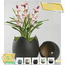 300円OFFクーポン 陶器鉢 鉢植え セラミック製 欠けた卵の殻の形 小型 園芸用品 ガーデン プレゼント 田園 複数色から選べる ガーデニング用品 バルコニ...