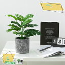 フェイクグリーン 人工観葉植物 軽量 インテリアグリーン 大型 人工観葉植物 ポット 水やりの世話が不要 簡単世話いらず 和室 洋室 オフィス 窓まわり 寝室 お店 開店祝い お祝い 開業祝い 人工観葉植物 フェイクグリーン RaogtCYU