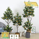 1600円OFFクーポン 人工観葉植物 フェイクグリーン 大型 人工観葉植物 観葉樹 インテリアグリーン おしゃれ オフィス 室内 室内 家庭 日よけバルコニー 現代的な装飾 引越しのギフト 人工植物 人工樹木 人工観葉樹 装飾 株立ち 簡単保 RaogtCYU
