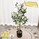 2000円OFFクーポン 人工観葉植物 大きい フェイクグリーン 大型観葉植物 目隠し 室内 家庭 お部屋 雰囲気作り リアル 鉢付き お洒落 リビング 玄関 インテリア 枯れない 水やり不要 プレゼント ギフト 盆栽植物 フェイクグリーン フェイクツリー RaogtCYU