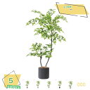 1600円OFFクーポン フェイクグリーン 南天竹 ナンテンの木 自然な葉っぱ 人工観葉植物 リアル 室内用 北欧風 インテリア おしゃれ リビング/オフィス/エントランス 店舗ディスプレイ 植木鉢付き 高さ1.35M RaogtCYU
