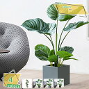 3500円OFFクーポン フェイクグリーン 大きい 大型 観葉植物 フェイク リアル 造木 インテリア 人工観葉植物 おしゃれ 目隠し リビング 飾り 屋内 模...