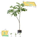 3500円OFFクーポン フェイクグリーン 人工観葉植物 大型 観葉樹 インテリア 簡単保 新築祝い 母の日 父の日 お祭り 贈り物 盆栽植物 ギフト 贈り物 室内 家庭 日よけバルコニー 現代的な装飾 引越しのギフトに最適 モダン 手入れのいらない RaogtCYU