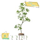 3500円OFFクーポン 人工観葉植物 フェイクグリーン 目隠し 大型 人工観葉植物 リビング 玄関 屋内用 リアル インテリア 観葉植物 開店祝い お祝い 茎...