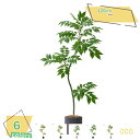 フェイクグリーン 大きい 人工観葉植物 鉢植え おしゃれ ホテル インテリア 店舗 お店 エントランス 会議室 緑化 職場 環境改善 プラスチック製 フェイク ...