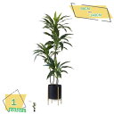 3500円OFFクーポン 人工観葉植物 フェイクグリーン 大型 インテリア リビング オフィス 事務所 ショップ リビング 玄関 おしゃれ 人工観葉植物 屋内/...