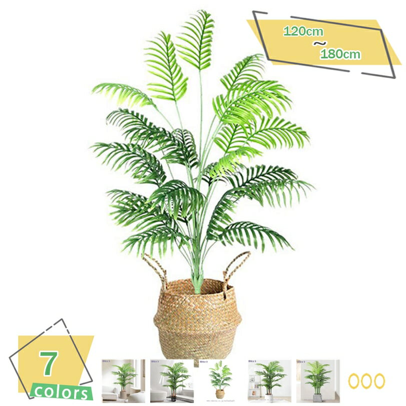 2000円OFFクーポン観葉植物イ...