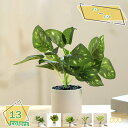 フェイクグリーン ミニ 人工観葉植物 ミニ デスクサイド オシャレ ミニプランター 観賞用 造花 母の日 父の日 敬老の日 お祝い ギフト 新築祝い 開店祝い ...
