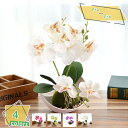 760円OFFクーポン 観葉植物 ミニ 造花 デスクサイド オシャレ ミニプランター 観賞用 インテリア 御祝い プレゼント 贈り物 ギフト 引っ越し祝い 新生...