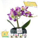 フェイクフラワー 人工観葉植物 ミニ鉢植え フェイク 造花 インテリアグリーン ミニポット 本物そっくり 手間要らず 水やり不要 ラベンダー オフィス 家 寝室...
