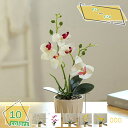 760円OFFクーポン 観葉植物 イミテーショングリーン ミニ 卓上 フェイクグリーン リアル インテリア かわいい 人工花 造花 おしゃれ プレゼント 母の日 父の日ギフト お祭り 贈り物 胡蝶蘭 シルクフラワー フェイクフラワー RaogtCYU