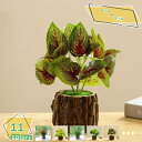 760円OFFクーポン 人工観葉植物 フェイクグリーン 胡蝶蘭 卓上 インテリア 世話いらず 水やり不要 オフィス ホーム 家 寝室 バスルーム デコレーション...
