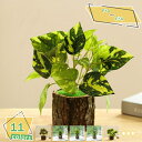 観葉植物 ミニ 造花 デスクサイド オシャレ ミニプランター 観賞用 インテリア 御祝い プレゼント 贈り物 ギフト 引っ越し祝い 新生活 お祝い 内祝い ミニ...