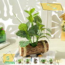 観葉植物 ミニ 鉢植え フェイクグリーン 造花 鉢付き 人工観葉植物 おしゃれ インテリア 雑貨 フェイク グリーン 卓上 人工植物 鉢植え 小さい ギフト モ...