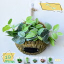 1600円OFFクーポン 造花 人工観葉植物 壁掛け 北欧風 ウォールグリーン 壁面緑化 フェイクグリーン 造花 ミックス リーフ ラベンダー 緑 店舗装飾 リビング オフィス 部屋 室内 インテリア 本物そっくり 雑貨 ウォールグリーン 壁掛け 人工観葉植物 RaogtCYU