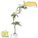 2000円OFFクーポン フェイクグリーン 観覧植物 人工観葉樹 観葉植物 シンプル フェイク観葉植物 大型 人工観葉植物 室内用 オフィス 室内 インテリア おしゃれ インテリア飾り フェイクグリーン お祝い 父の日 ギフト 贈り物 人工観葉植物 鉢付き RaogtCYU(4)