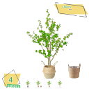 3500円OFFクーポン 人工観葉植物 人工植物 フェイクグリーン 大型 人工植物 インテリア 観葉植物人工観葉植物 フェイク葉 お祝い プレゼント ギフト 引...
