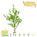 3500円OFFクーポン フェイクグリーン 鉢付き 人工観葉植物 人工観葉樹 観葉植物 フェイク シンプル おしゃれ インテリア リビング 玄関 インテリア飾り...