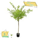 1000円OFFクーポン 人工植物 人工観葉植物 フェイクグリーン 観葉植物 フェイク 枯れない リビング 大きい 人工植物 大型 おしゃれ インテリア グリー...