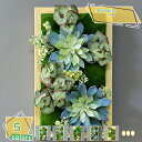1600円OFFクーポン 人工観葉植物 壁掛け フェイクグリーン 多肉植物 アイビー ハンギング アイビー 雑貨 アート 装飾 おしゃれ インテリア雑貨 かわいい リアル ナチュラル 人工植物 アイビー アート ギフト 贈り物 プレゼント 壁掛け プレゼント RaogtCYU