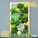 3500円OFFクーポン 人工観葉植物 フェイクグリーン 北欧風 ウォールグリーン アーティフィシャルグリーン 多肉植物 リビング ダイニング 玄関 キッチン トイレ パステル パステル 造花 寄せ植え ギフト 母の日 フェイクグリーン 多肉植物 サボテン RaogtCYU
