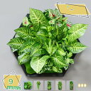 3500円OFFクーポン 人工観葉植物 フェイクグリーン 人工多肉植物 ミニ ウォールグリーン 枯れない デコレーション ミニサボテン 室内 ホーム 庭 トイレ オフィス おしゃれ インテリア飾り 緑 サボテン ギフト プレゼント 植物鉢植え 人工観葉植物 RaogtCYU