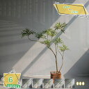 3500円OFFクーポン フェイクグリーン 1.4M 1.6M 人工観葉植物 観葉樹 室内 インテリア オフィス リビングルーム ホーム お店舗 寝室 柔らかい緑 深の緑 鮮やか 細工が丁寧 結婚式 パーティー 本物そっくり お手入れ簡単 人工観葉植物 常緑樹 RaogtCYU