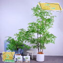 1600円OFFクーポン 人工観葉植物 大型 フェイクグリーン 観葉植物 フェイクグリーン 大型 人工観葉植物 人工樹木 フェイクグリーン フェイク大型 観覧植物 トロピカル植物 幸福の木 フェイクグリーン フェイクツリー 人工観葉植物 鉢付き RaogtCYU