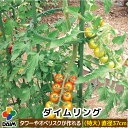 【クーポンで最大2,000円OFF】daim ダイムリング 特大サイズ 直径37cm リング 朝顔 つる性植物 アサガオ 菜園 園芸 支柱 ガーデニング 家庭菜...