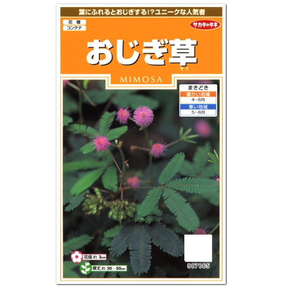 サカタのタネ おじぎ草 種 一年草 花壇 プランター たね オジギソウ 初心者向け かわいい おじぎそう ガーデニング ネムリグサ