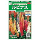 サカタのタネ ルピナス ラッセルミナレット ミックス 種 多年草 花壇 草花 たね ガーデニング 種子 昇藤 のぼりふじ