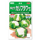サカタのタネ 早どり カリフラワー 白 美星 種 家庭菜園 カリフラワーのタネ たね 種子 ダイエット食材