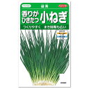 サカタのタネ 香りがひきたつ小ネギ 緑秀 種 小ねぎ 家庭菜園 薬味 栽培 ネギのタネ 野菜 たね 種子