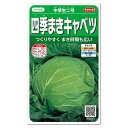 サカタのタネ 四季まきキャベツ 中早生二号 種 家庭菜園 きゃべつ たね 種子 キャベツのタネ