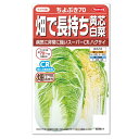 サカタのタネ 畑で長持ち 黄芯白菜 ちよぶき70 種 家庭菜園 白菜 はくさい ハクサイのタネ たね 種子