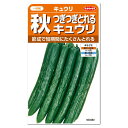 サカタのタネ つぎつぎとれる秋キュウリ 種 家庭菜園 胡瓜 きゅうりのタネ たね 種子 夏野菜