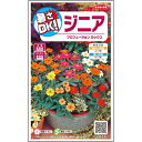 サカタのタネ ジニア プロフュージョン ミックス 種 905641 種子 百日草 ひゃくにちそう 花 草花 たね タネ 切り花 プランター栽培 ヒャクニチソウ