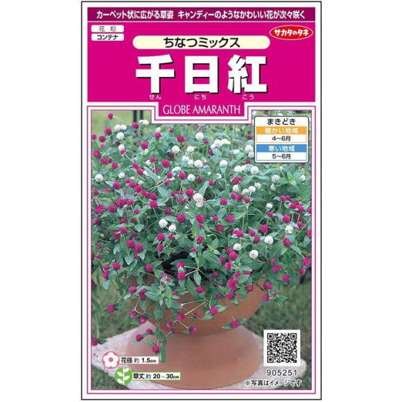 サカタのタネ 千日紅 ちなつ ミックス 種 905251 センニチコウ 種子 花 草花 たね タネ 切り花 プランター栽培 千日紅 ドライフラワー アレンジメント ハンギングバスケット 花壇 コンテナ