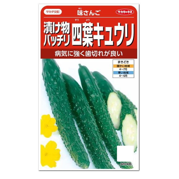 サカタのタネ 漬け物バッチリ四葉キュウリ 味さんご 種 家庭菜園 胡瓜 スーヨー すうよう きゅうりのタネ たね 種子 夏野菜