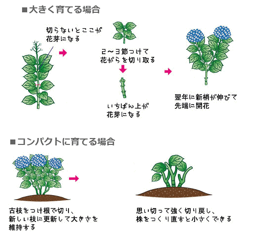 プロトリーフ　赤アジサイの土　5リットル（培養土 あじさいの 用土 園芸 ガーデニング 初心者向け 紫陽花）