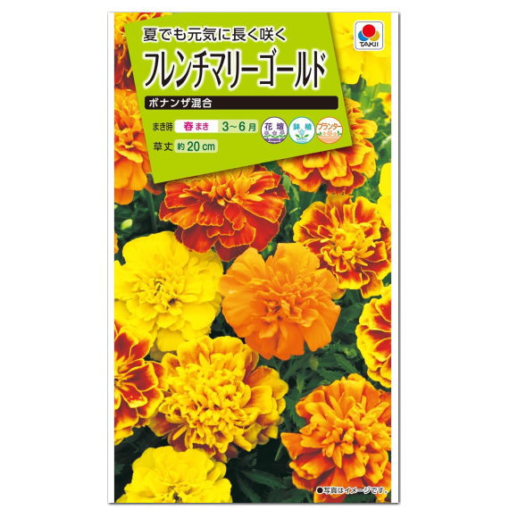 タキイ フレンチ マリーゴールド ボ