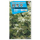 タキイ 初雪草 氷河 FZZ381 種 種子 花 植物 タネ たね 花壇 プランター 鉢植え 草花 ハツユキソウ