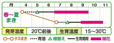 タキイ種苗 アフリカンマリーゴールド 高性大輪 混合 種 FMN110 種子 花 植物 タネ たね 花壇 プランター 鉢植え 草花 切り花 切花 マンジュギク 万寿菊 タネのタキイ